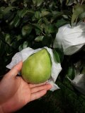 ルレクチェ（洋梨）家庭用５ｋｇ